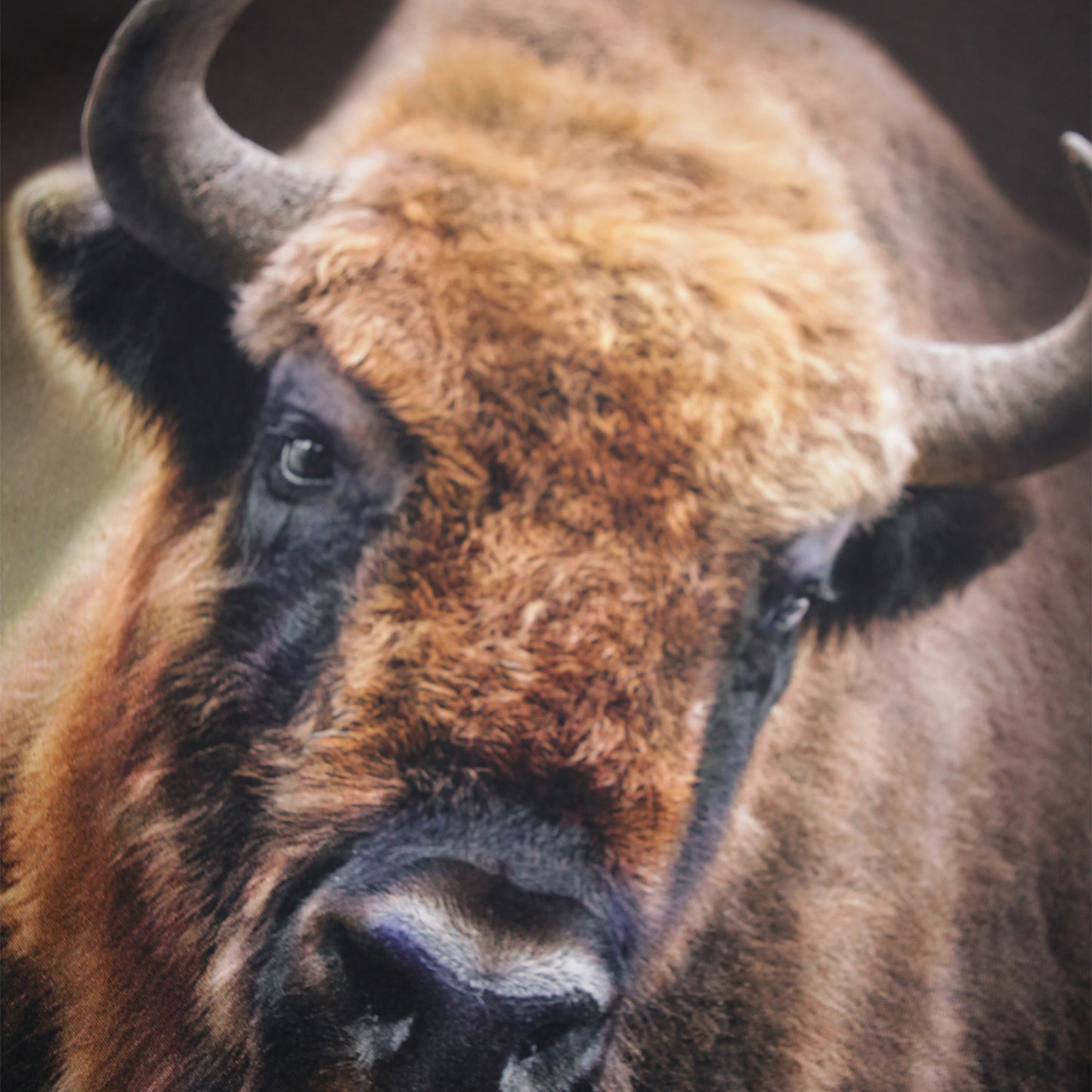 Bison Encounter Sweatshirt