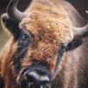 Bison Encounter Sweatshirt